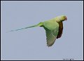 _9SB9269 red-ringed parakeet